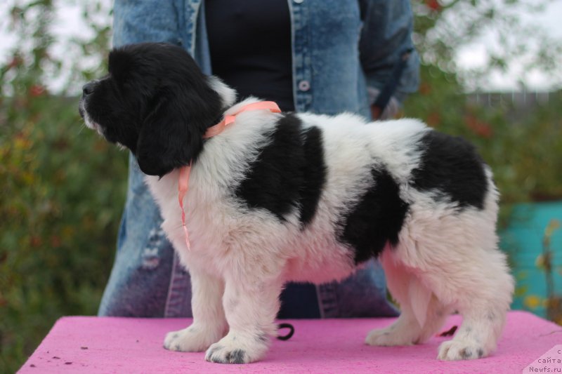 Фото: ньюфаундленд Obush Shed Kiseynaya Baryshnya (Обуш Шед Кисейная Барышня)