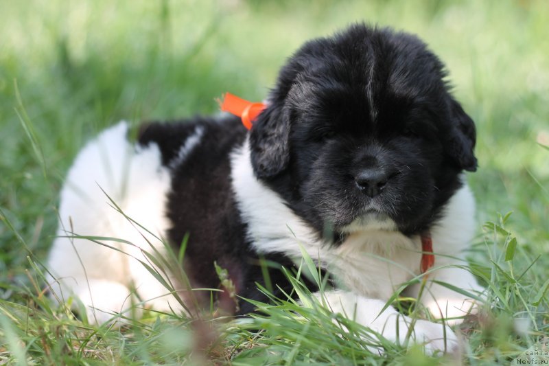 Фото: ньюфаундленд Obush Shed Koza-Dereza (Обуш Шед Коза-Дереза)