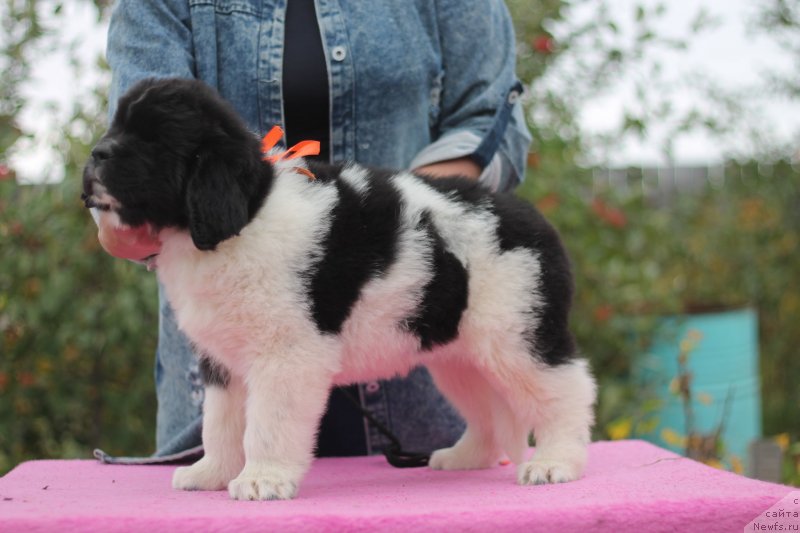 Фото: ньюфаундленд Obush Shed Koza-Dereza (Обуш Шед Коза-Дереза)