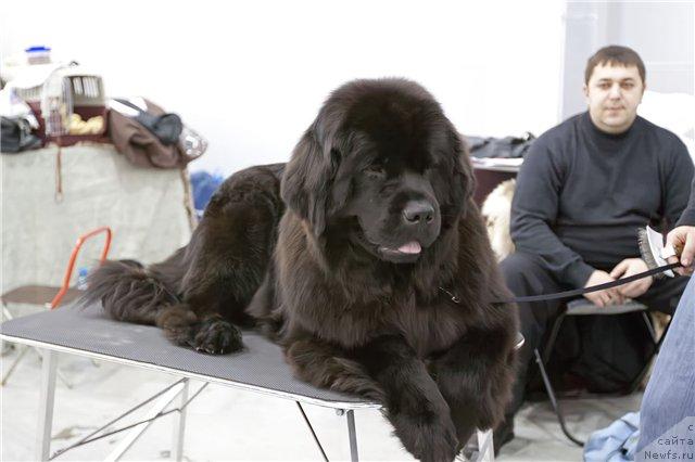 Фото: ньюфаундленд Potap Felicia (Потап Фелиция)