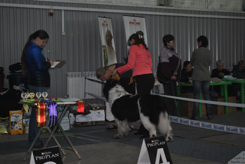 Фотография № 239557