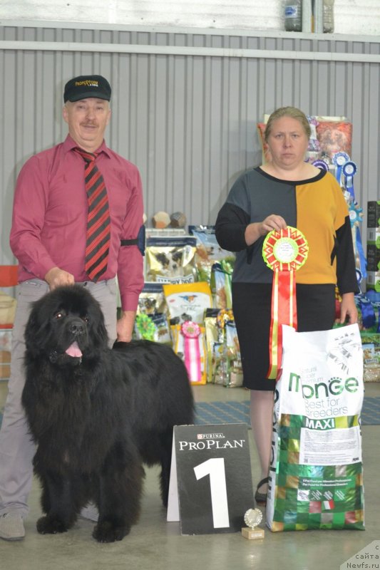 Фото: ньюфаундленд Sent Djons Exclusive (Сент Джонс Эксклюзив), Aleksey Votchal (Алексей Вотчал)