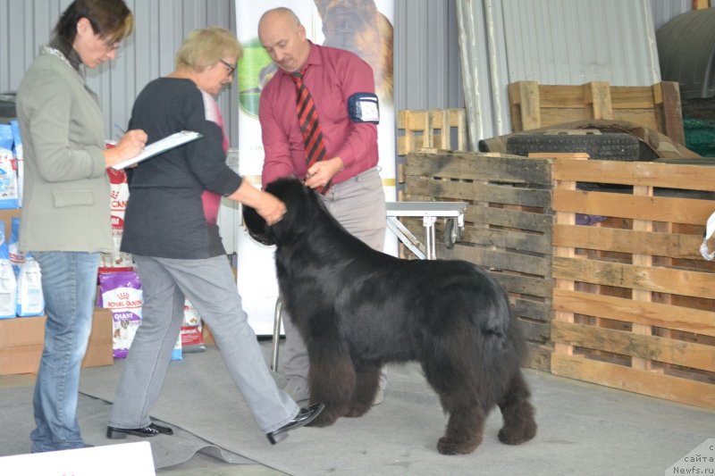 Фото: ньюфаундленд Sent Djons Exclusive (Сент Джонс Эксклюзив)