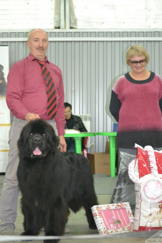 Фото: ньюфаундленд Sent Djons Exclusive (Сент Джонс Эксклюзив)