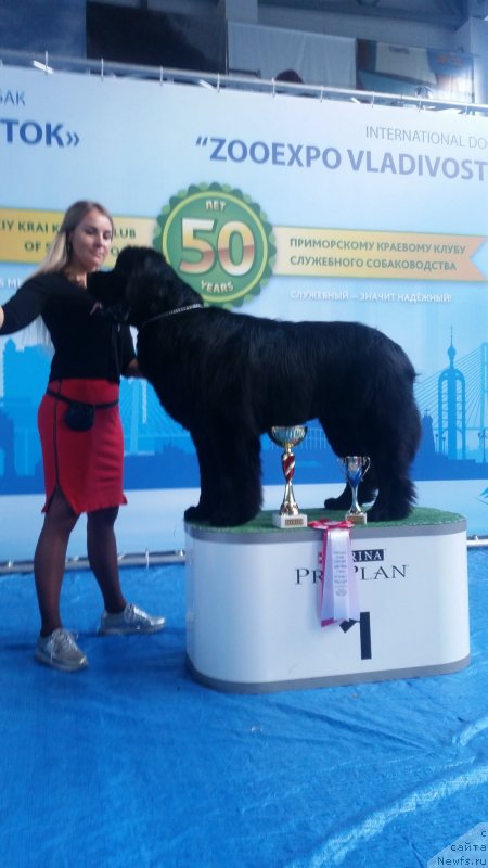 Фото: ньюфаундленд Talisman Morya Korvet (Талисман Моря Корвет)