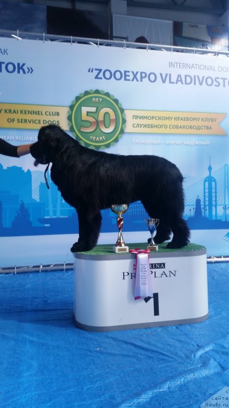 Фото: ньюфаундленд Talisman Morya Korvet (Талисман Моря Корвет)