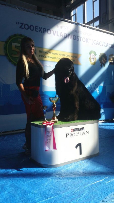 Фото: ньюфаундленд Talisman Morya Korvet (Талисман Моря Корвет)