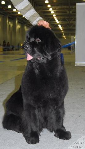 Фото: ньюфаундленд Skippers Only You for Smigar