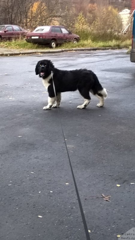 Фото: ньюфаундленд Elovaya Lapa ot Karel'skih Medvedey (Еловая Лапа от Карельских Медведей)