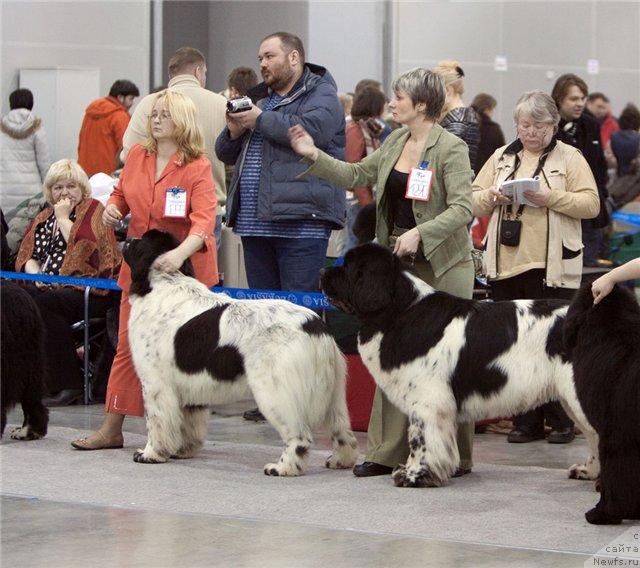 Фото: ньюфаундленд Kloofbears Lancelot for Sent Djons, ньюфаундленд Super Bizon Aisberg (Супер Бизон Айсберг), YUliya YAstrebova (Юлия Ястребова), Nina Bazulina (Нина Базулина)