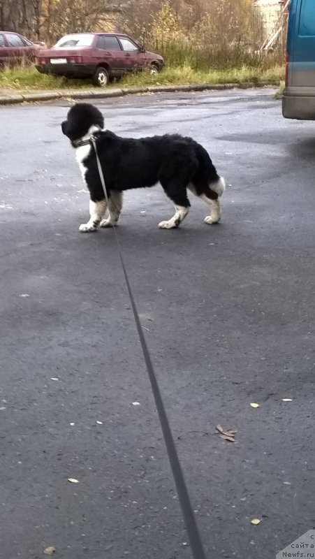 Фото: ньюфаундленд Elovaya Lapa ot Karel'skih Medvedey (Еловая Лапа от Карельских Медведей)