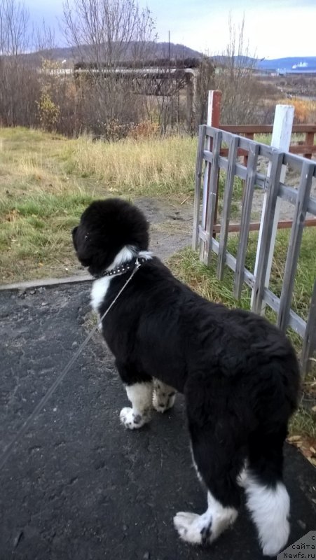 Фото: ньюфаундленд Elovaya Lapa ot Karel'skih Medvedey (Еловая Лапа от Карельских Медведей)