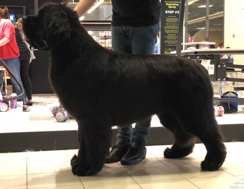 Фотография № 239595