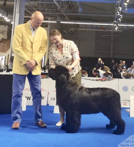 Фото: ньюфаундленд Aquatoriya Kelvin Yunique Malina Style (Акватория Келвин Юник Малина Стайл)