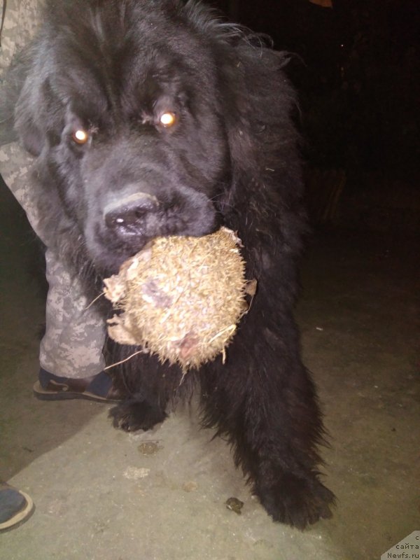 Фото: ньюфаундленд Charuyuschiy Chezario (Чарующий Чезарио)