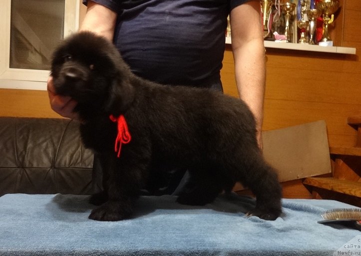 Фото: ньюфаундленд YEkselent B'yuti (Экселент Бьюти)