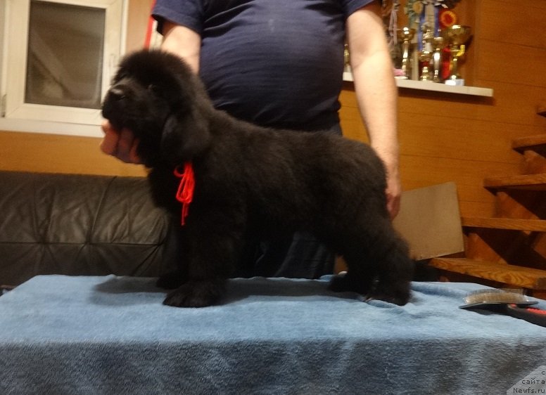 Фото: ньюфаундленд Funnewf Avalon (Фанньюф Авалон)