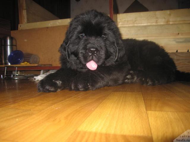 Фото: ньюфаундленд Graciya Nochi (Грация Ночи)