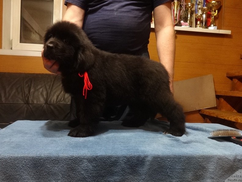Фото: ньюфаундленд YEkselent B'yuti (Экселент Бьюти)