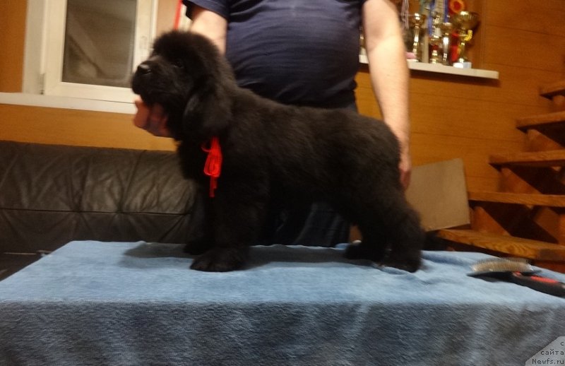 Фото: ньюфаундленд Funnewf Avalon (Фанньюф Авалон)