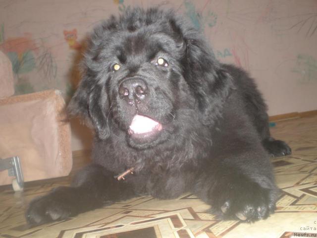 Фото: ньюфаундленд Graciya Nochi (Грация Ночи)