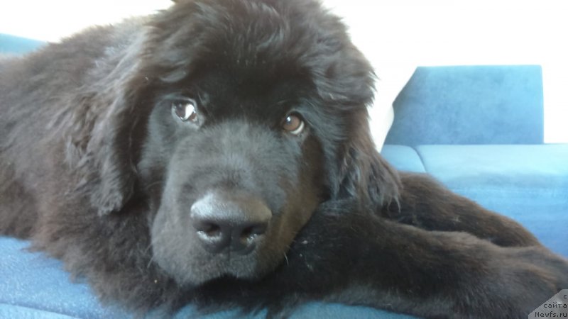 Фото: ньюфаундленд Braunblad MSK Layt Ryey (Браунблад МСК Лайт Рэй)