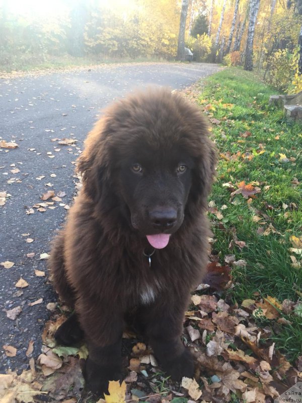 Фото: ньюфаундленд Braunblad MSK Lavli Favorit (Браунблад МСК Лавли Фаворит)