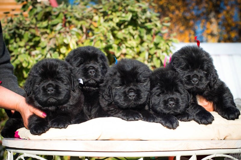 Фото: ньюфаундленд Smigar Greysleyk (Смигар Грейслейк), ньюфаундленд Smigar Glade Spring (Смигар Глейд Спринг), ньюфаундленд Smigar Glen Ellen (Смигар Глен Эллен), ньюфаундленд Smigar Gollivud Smayl (Смигар Голливуд Смайл), ньюфаундленд Smigar Golden Rul (Смигар Голден Рул)