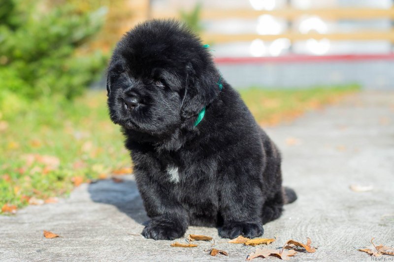 Фото: ньюфаундленд Smigar Grin Bruk (Смигар Грин Брук)