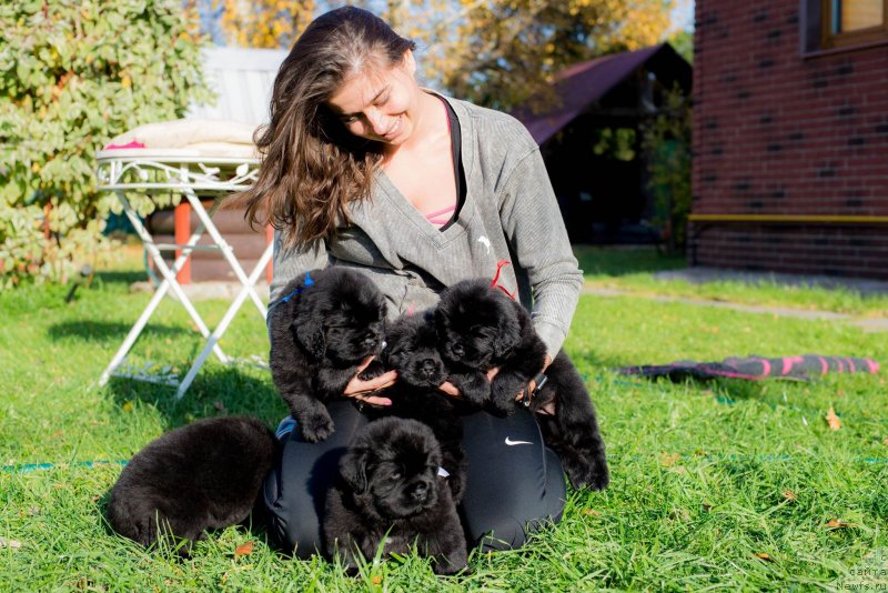 Фото: ньюфаундленд Love Inside Your Soul Moon Bear (Love Inside Your Soul Moon Bear), ее дети