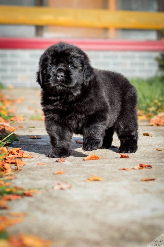 Фото: ньюфаундленд Smigar Greysleyk (Смигар Грейслейк)