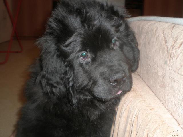 Фото: ньюфаундленд Graciya Nochi (Грация Ночи)