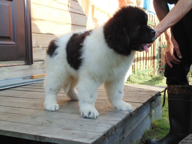 Фото: ньюфаундленд Dunkan ot Karel'skih Medvedey (Дункан от Карельских Медведей)