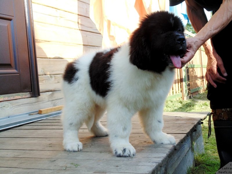 Фото: ньюфаундленд Dunkan ot Karel'skih Medvedey (Дункан от Карельских Медведей)