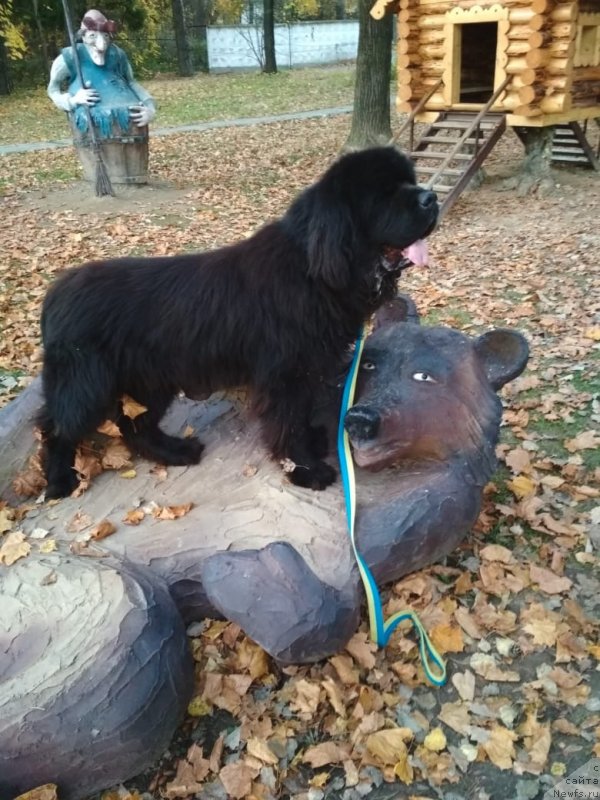 Фотография № 239667