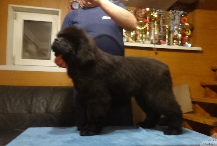 Фото: НЬЮФОРТ ОБЕРЕГ СНОУ МАУНТИН (ОДИН)3.5 месяца .», ньюфаундленд Funnewf Avalon (Фанньюф Авалон)