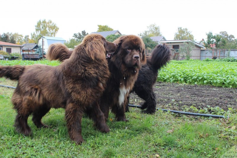 Фотография № 239684