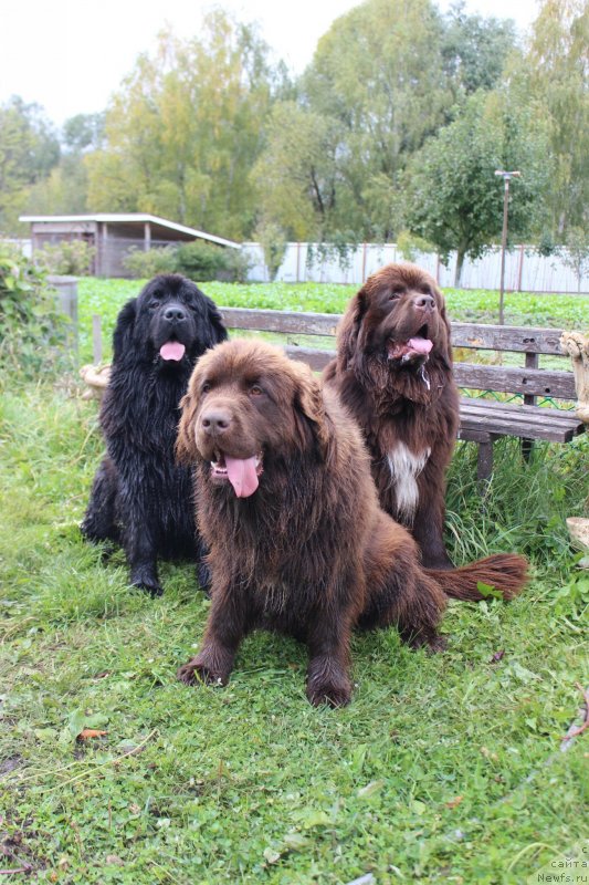 Фото: ньюфаундленд Brownblood MSK Abrams-Strong (Браунблад МСК Абрамс-Стронг), ньюфаундленд Brownblood MSK Audi Red Less (Браунблад МСК Ауди Рэд Лэсс), ньюфаундленд Brownblood MSK Harricane Higgins (Браунблад МСК Харрикейн Хиггенс)