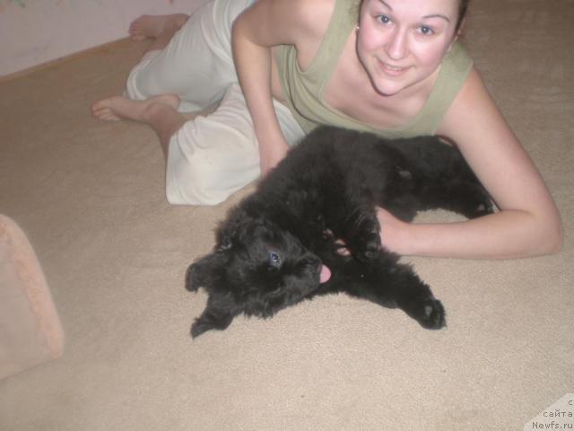 Фото: Svetlana Fatova (Светлана Фатова), ньюфаундленд Graciya Nochi (Грация Ночи)