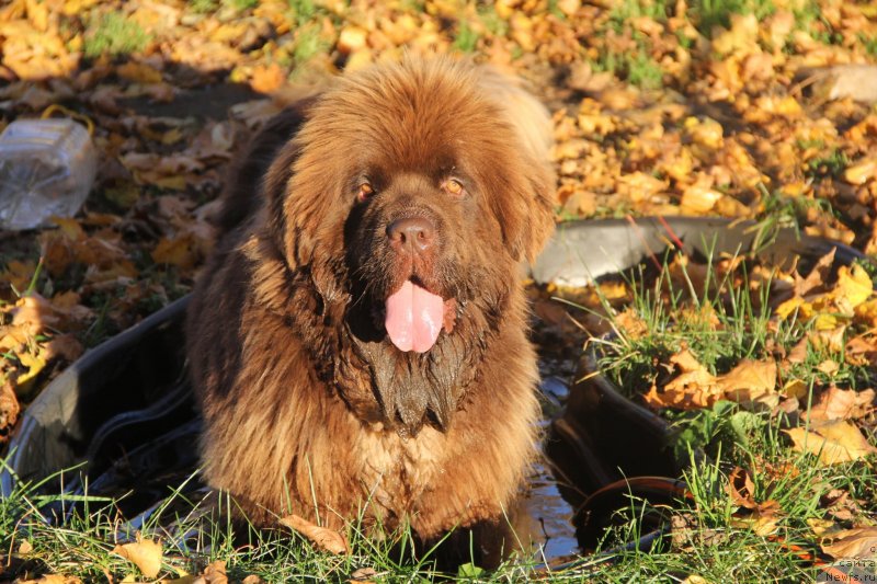 Фотография № 239696