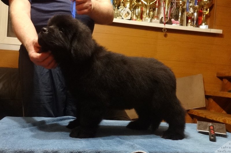 Фото: Ньюфорт Парадайз Революшен, ньюфаундленд Funnewf Avalon (Фанньюф Авалон)