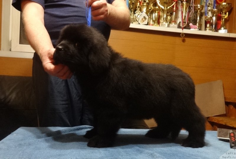 Фото: Ньюфорт Парадайз Революшен, ньюфаундленд Funnewf Avalon (Фанньюф Авалон)