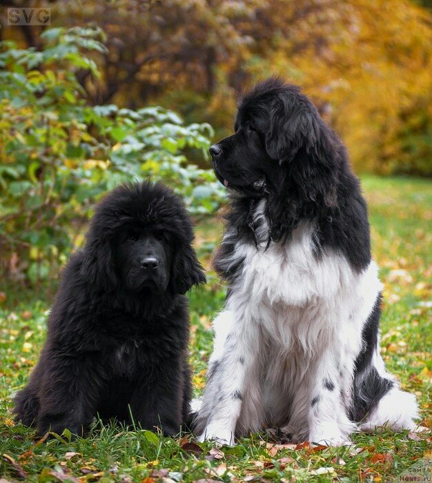 Фото: ньюфаундленд Nao Del' Trato Djonni Dep (Нао Дель Трато Джонни Деп)