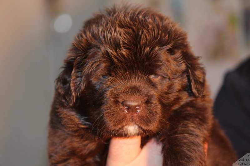 Фото: кобель