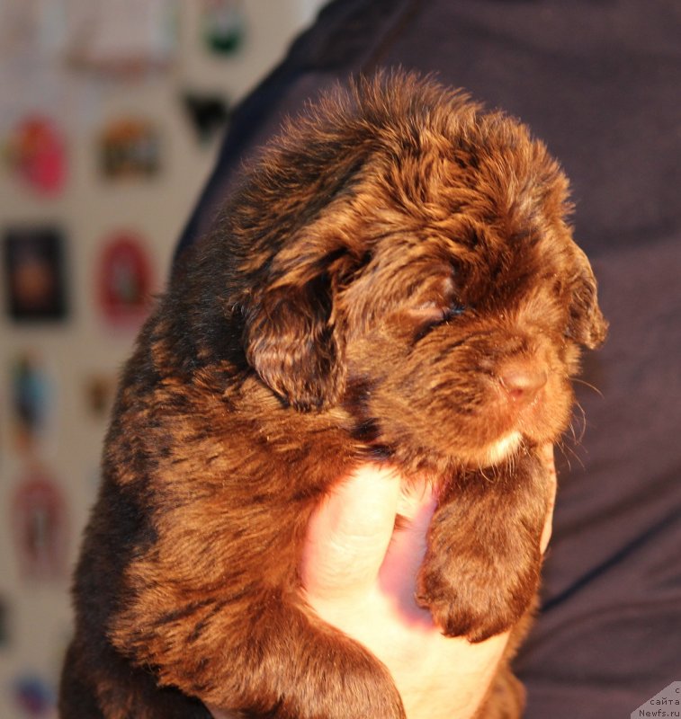 Фото: Кобель