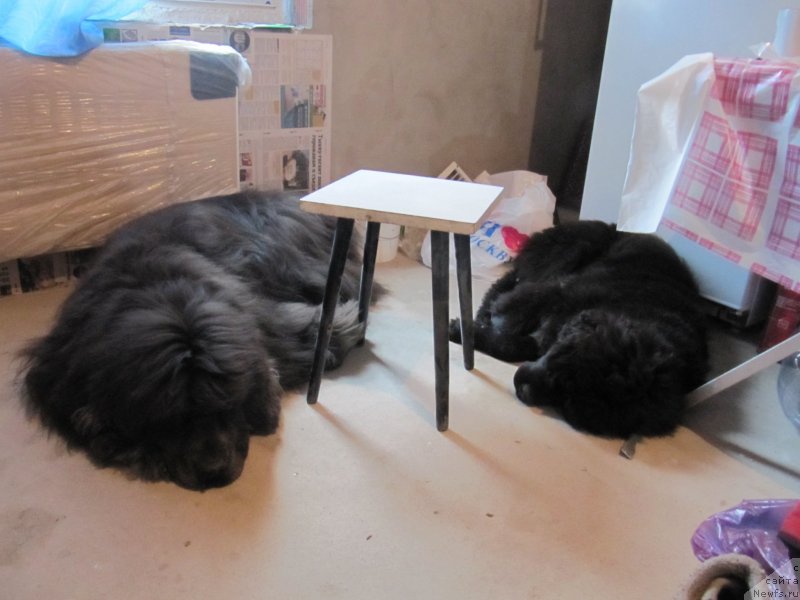 Фотография № 239725