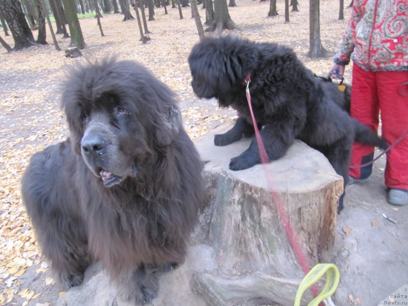 Фото: ньюфаундленд Dyurbahler Klab Al'faretta Vin'etta (Дюрбахлер Клаб Альфаретта Виньетта), ньюфаундленд Richchi s Berega Dona (Риччи с Берега Дона)