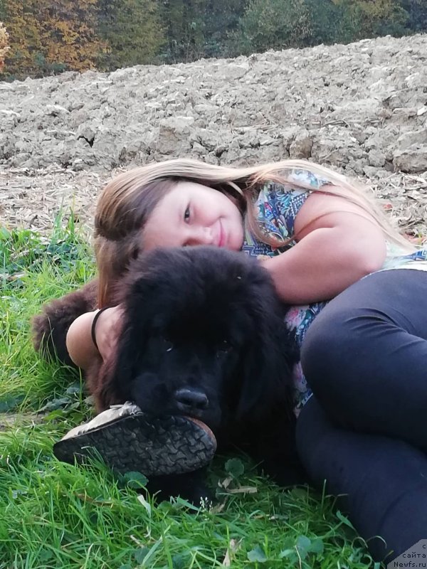 Фото: ньюфаундленд Obush Shed Innerste I Min Sjels (Обуш Шед Иннерсте И Мин Сйелс)