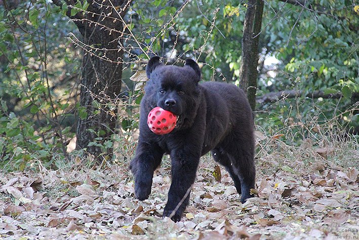 Фото: ньюфаундленд Rianna s Berega Dona (Рианна с Берега Дона)