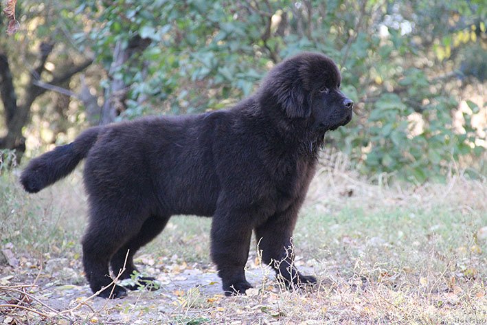 Фото: ньюфаундленд Rianna s Berega Dona (Рианна с Берега Дона)